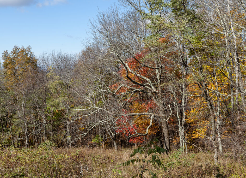 Skyline Drive Fall 2021