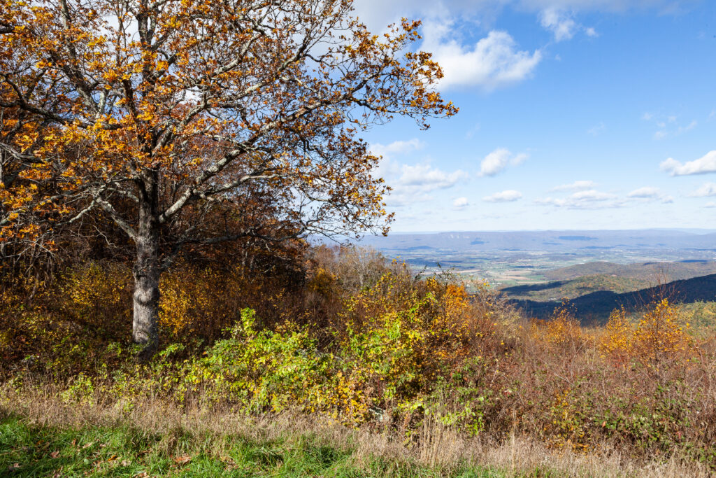 Skyline Drive Fall 2021