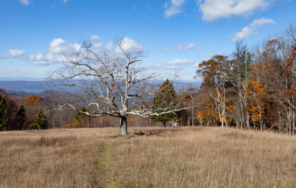 Skyline Drive Fall 2021