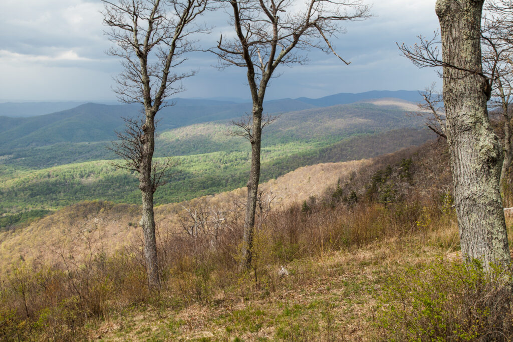 Skyline Drive Spring 2012